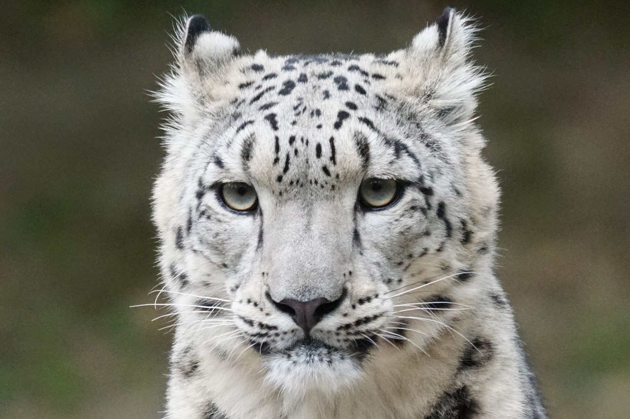 Sniego Leopardas, Portretas, Plėšrūnas, Nemokamos Nuotraukos,  Nemokama Licenzija