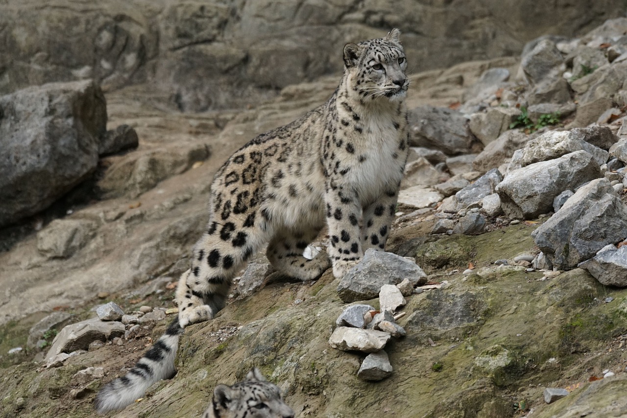 Sniego Leopardas, Katė, Gyvūnai, Nemokamos Nuotraukos,  Nemokama Licenzija