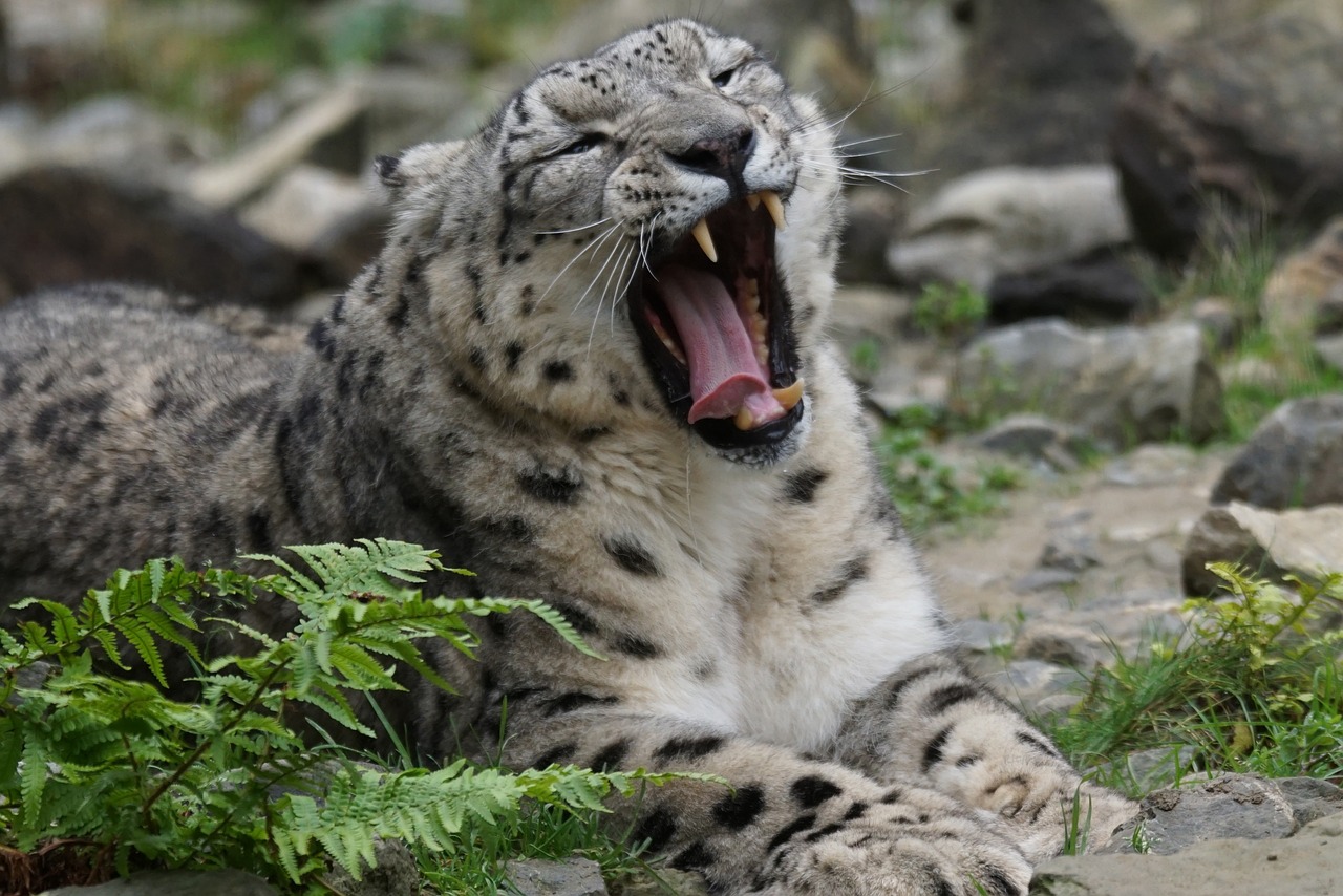 Sniego Leopardas, Plėšrūnas, Nuobodulys, Neveikiantis, Nemokamos Nuotraukos,  Nemokama Licenzija