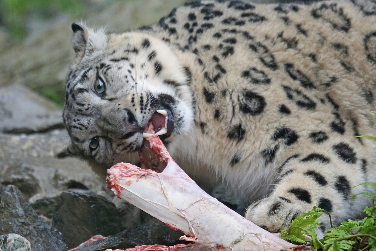 Sniego Leopardas, Maistas, Valgyti, Fangs, Nemokamos Nuotraukos,  Nemokama Licenzija