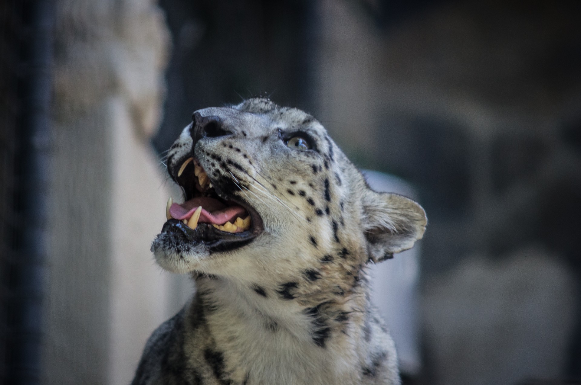 Gyvūnas,  Įkandimas,  Katė,  Fang,  Žandikaulis,  Leopardas,  Leopardess,  Sniegas,  Sniegas & Nbsp,  Leopardas