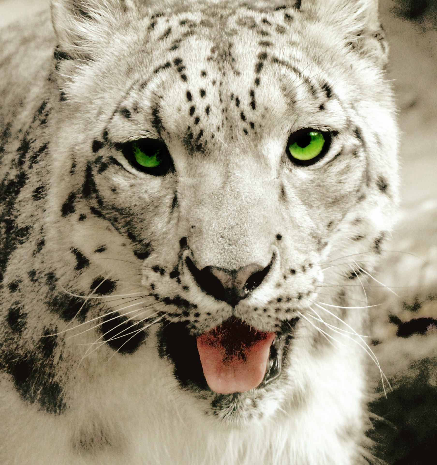 Leopardas,  Sniegas & Nbsp,  Leopardas,  Uncija,  Didelis & Nbsp,  Katinas,  Laukinė Gamta,  Mėsėdis,  Žalia Akys,  Portretas