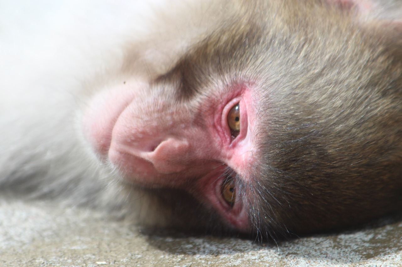 Sniego Beždžionė, Japonų Makakos, Beždžionė, Macaca Fuscata, Snukis, Galva, Krupnyj Planas, Gyvūnas, Fauna, Laukiniai Gyvūnai