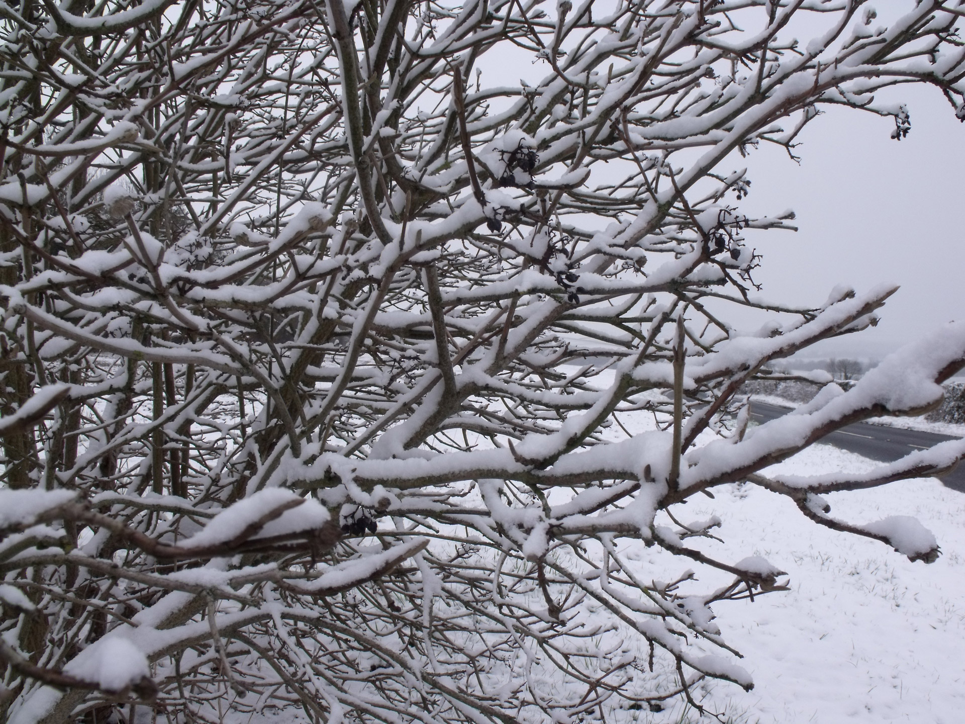 Sniegas,  Medis,  Sniegas Ant Medžio, Nemokamos Nuotraukos,  Nemokama Licenzija