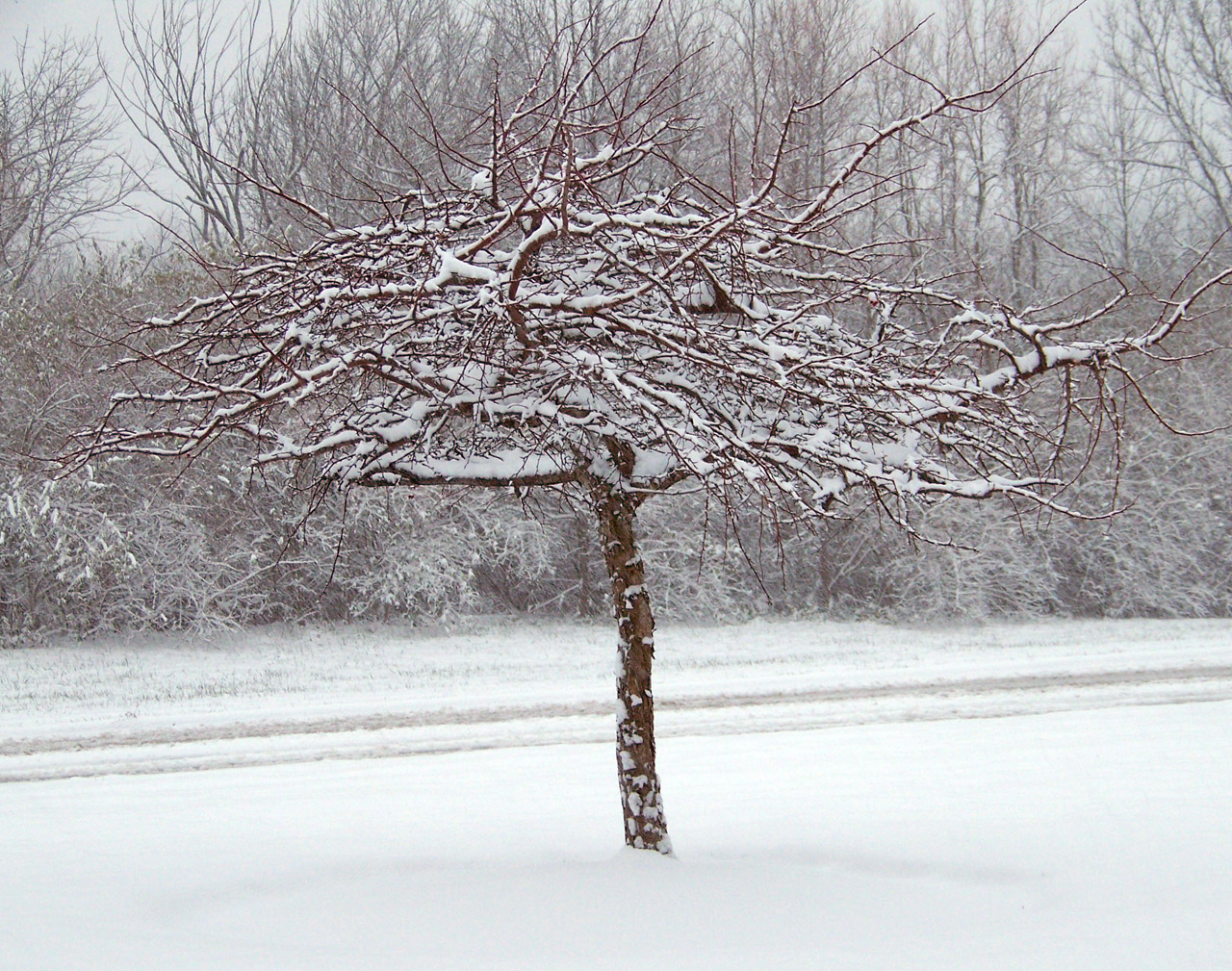 Sniegas,  Medžiai,  Kalėdos,  Xmas,  Žiema,  Sniegas Ant Medžio, Nemokamos Nuotraukos,  Nemokama Licenzija