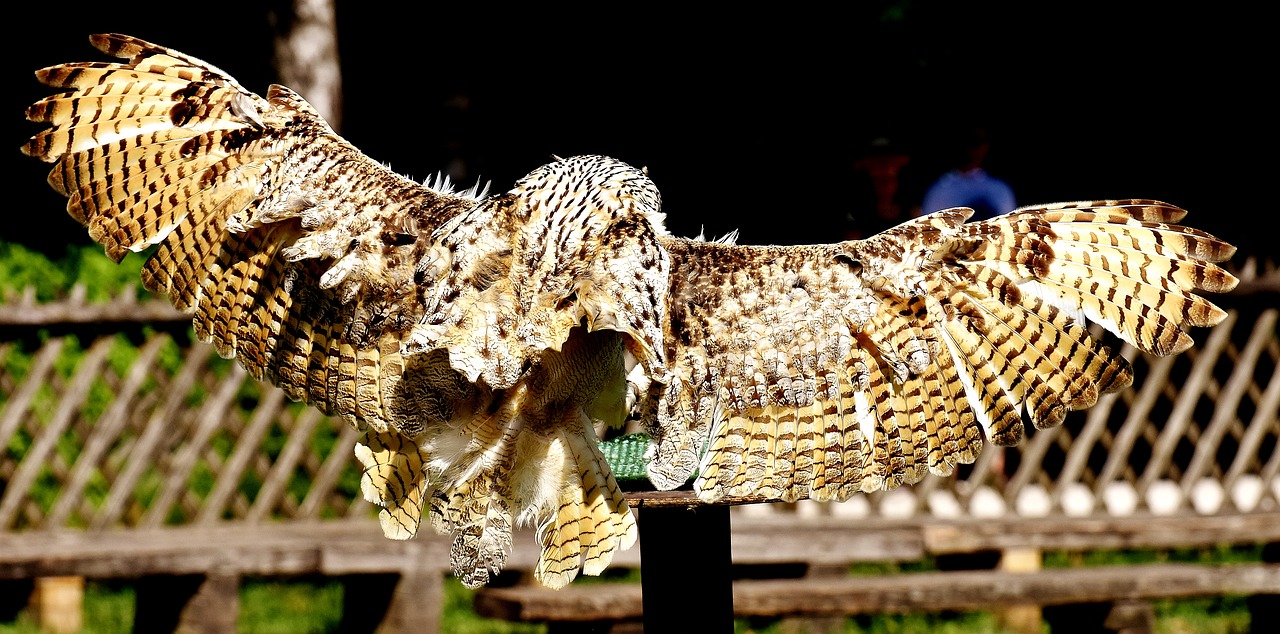 Sniego Pelėdas, Skristi, Bubo Scandiacus, Paukštis, Plunksna, Erelis Pelėda, Gyvūnai, Laukinis Paukštis, Mielas, Galva