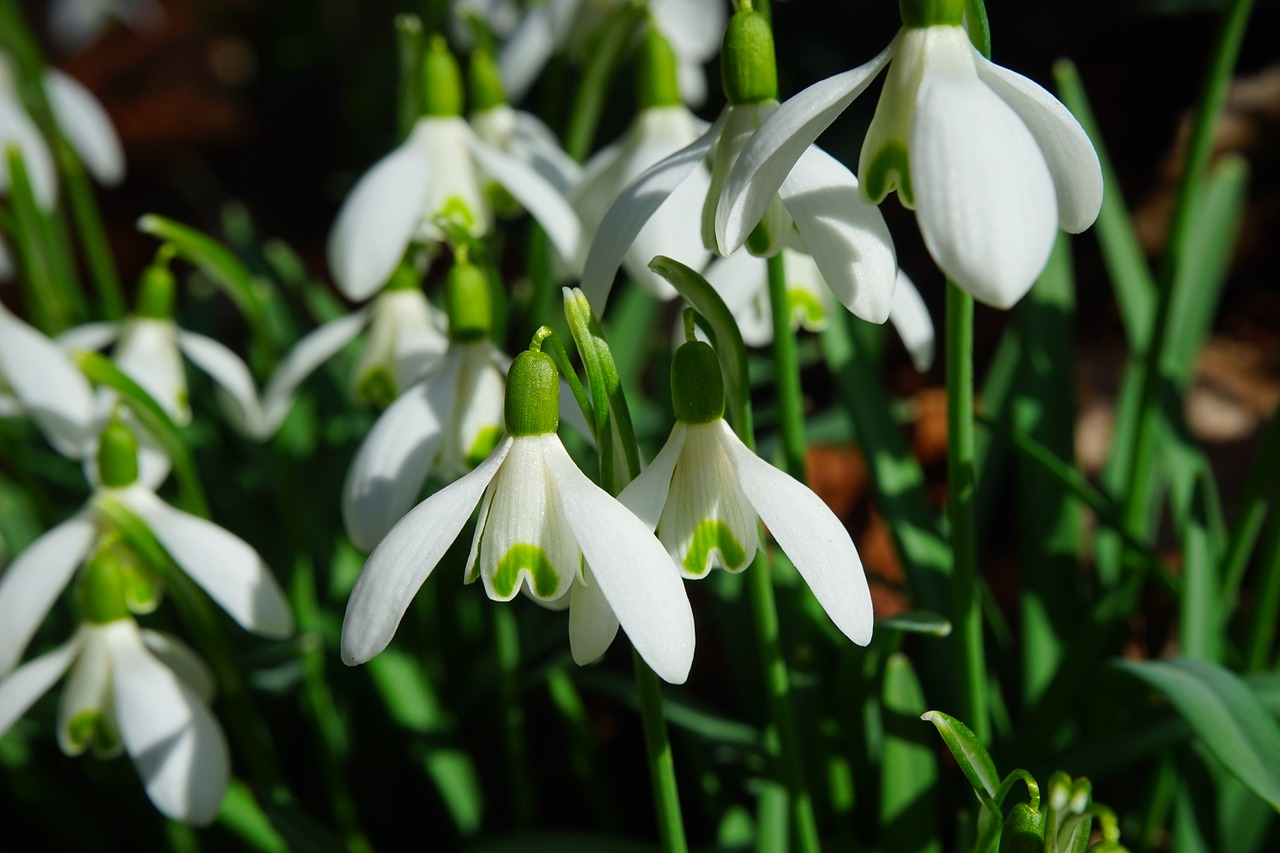 Sniego Danga, Gėlės, Pavasario Gėlė, Augalas, Uždaryti, Makro, Pavasario Požymiai, Žydėti, Pavasaris, Galanthus