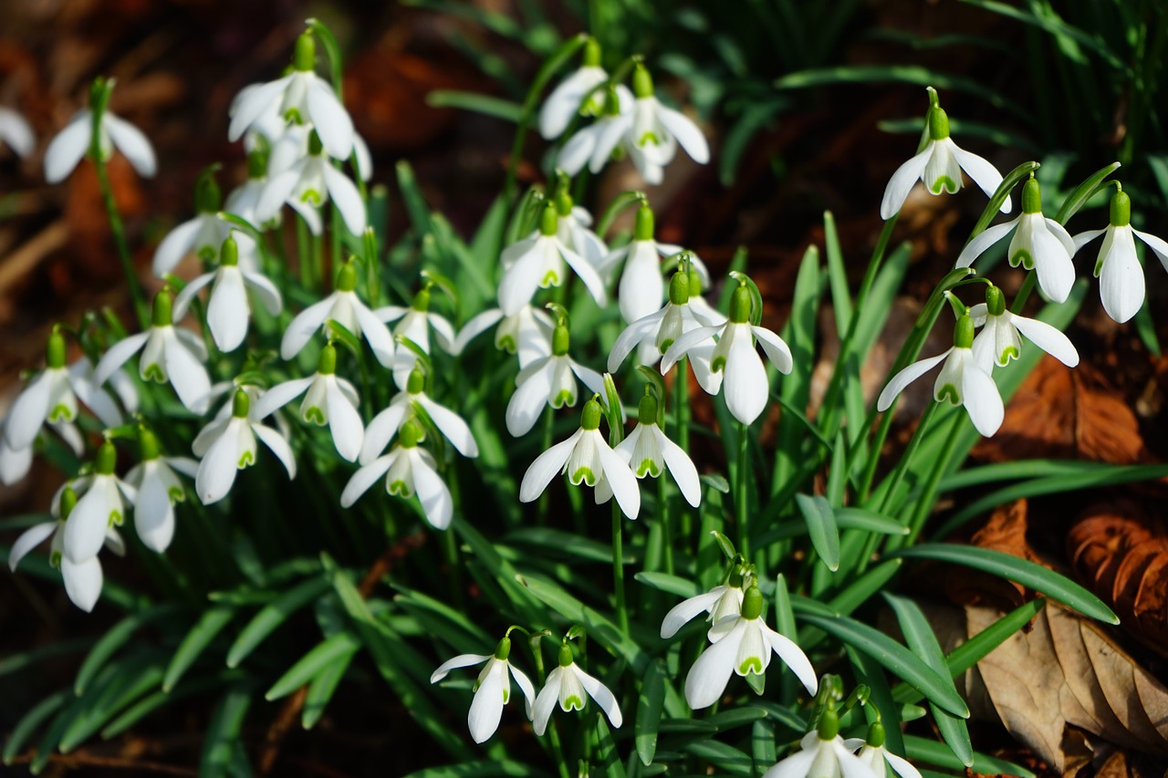 Sniego Danga, Gėlės, Pavasario Gėlė, Augalas, Uždaryti, Makro, Pavasario Požymiai, Žydėti, Pavasaris, Galanthus