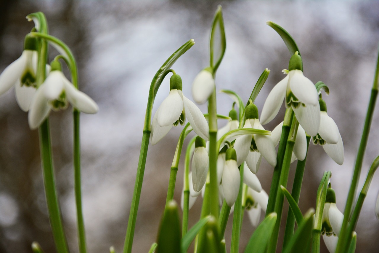 Sniego Danga, Pavasario Gėlės, Pavasario Požymiai, Paprastoji Sniego Danga, Ankstyvas Bloomer, Sniego Dangaus Pavasaris, Pavasario Varpeliai, Frühlingsanfang, Galanthus, Gėlė Balta