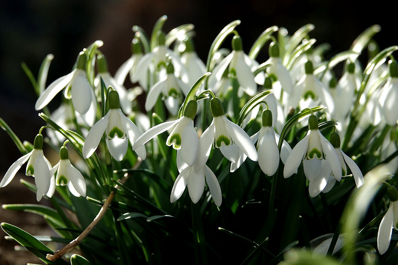 Sniego Danga, Galanthus, Amarilio Augalas, Augalas, Pavasario Požymiai, Uždaryti, Makro, Žydėti, Pavasario Gėlė, Pavasaris