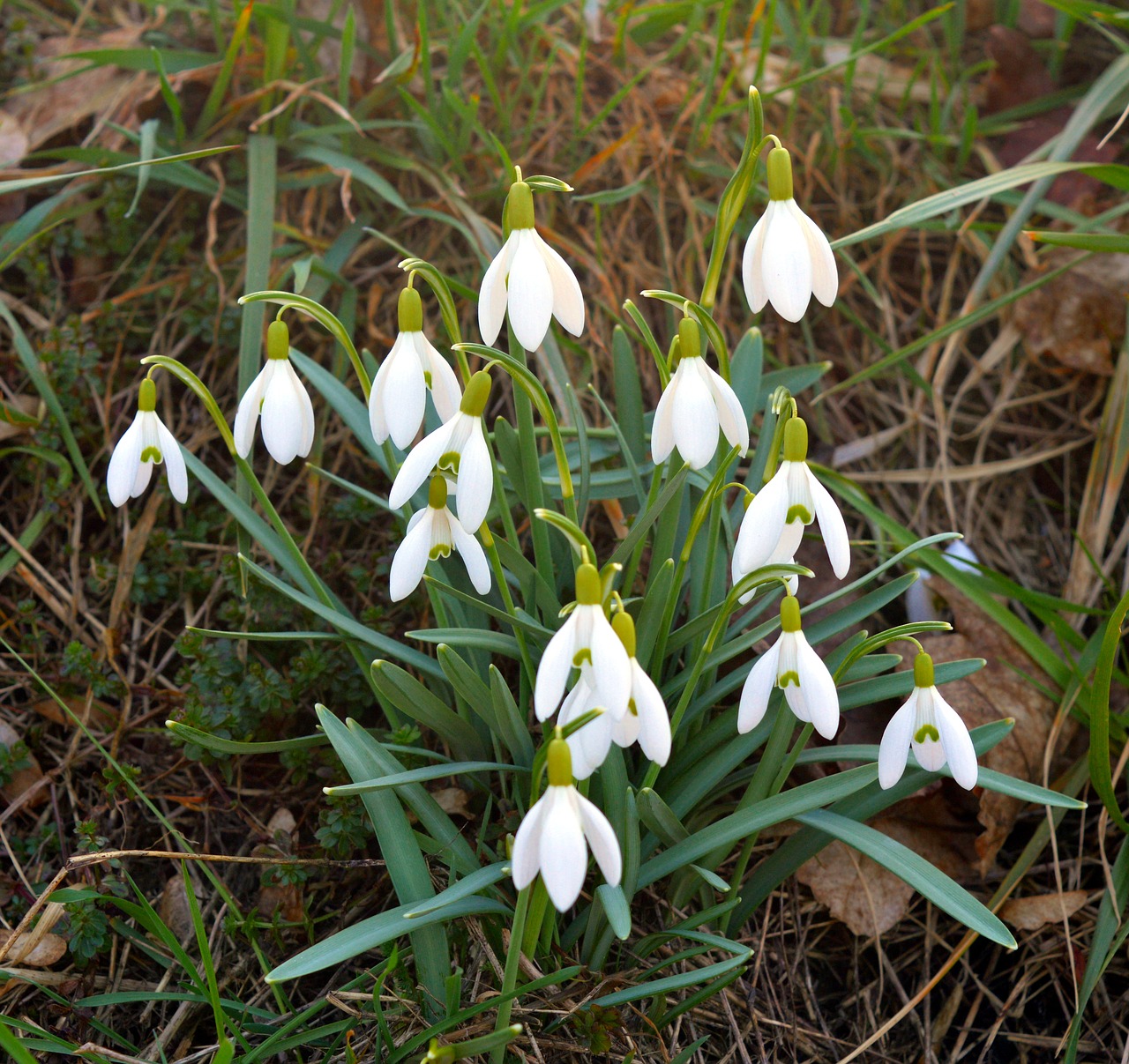 Sniego Danga, Snaigė, Maerzgloeckchen, Pavasario Gėlė, Amaryllidaceae, Gėlė, Uždaryti, Pavasaris, Pavasaris Knotenblume, Gražus