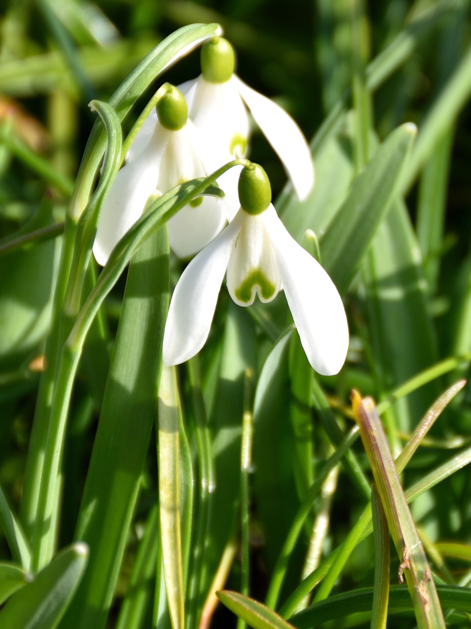 Sniego Danga, Gėlė, Pieva, Balta, Gamta, Žalias, Žolės, Flora, Nemokamos Nuotraukos,  Nemokama Licenzija