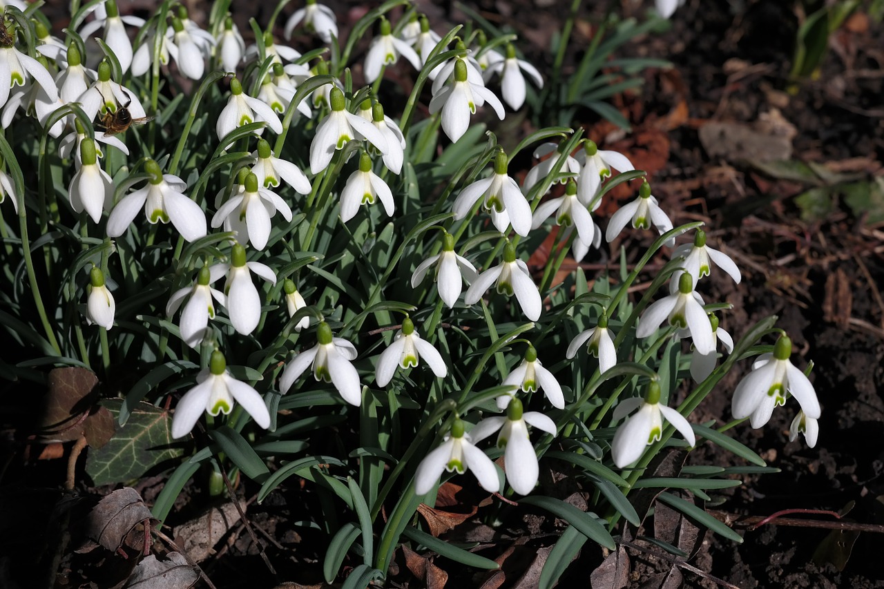 Sniego Danga, Gėlės, Balta, Galanthus, Amarilio Augalas, Amaryllidaceae, Pavasario Gėlė, Nemokamos Nuotraukos,  Nemokama Licenzija