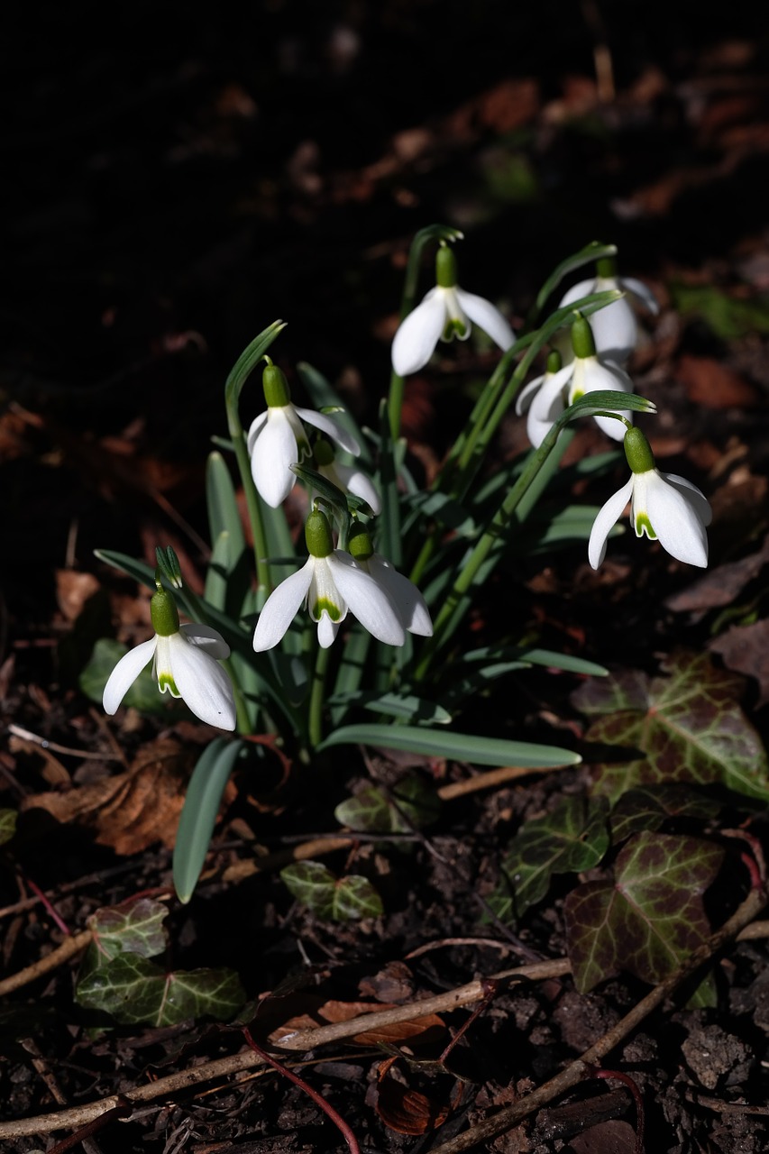 Sniego Danga, Gėlės, Balta, Galanthus, Amarilio Augalas, Amaryllidaceae, Pavasario Gėlė, Nemokamos Nuotraukos,  Nemokama Licenzija