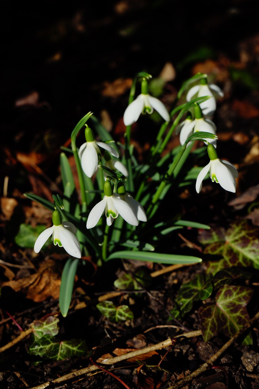 Sniego Danga, Gėlės, Balta, Galanthus, Amarilio Augalas, Amaryllidaceae, Pavasario Gėlė, Nemokamos Nuotraukos,  Nemokama Licenzija