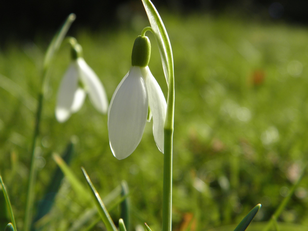 Sniego Danga, Pavasaris Knotenblume, Maerzgloeckchen, Amaryllidaceae, Snaigė, Uždaryti, Leucojum Vernum, Puiki Sniego Danga, Fruehlingsknotenblume, Gėlė