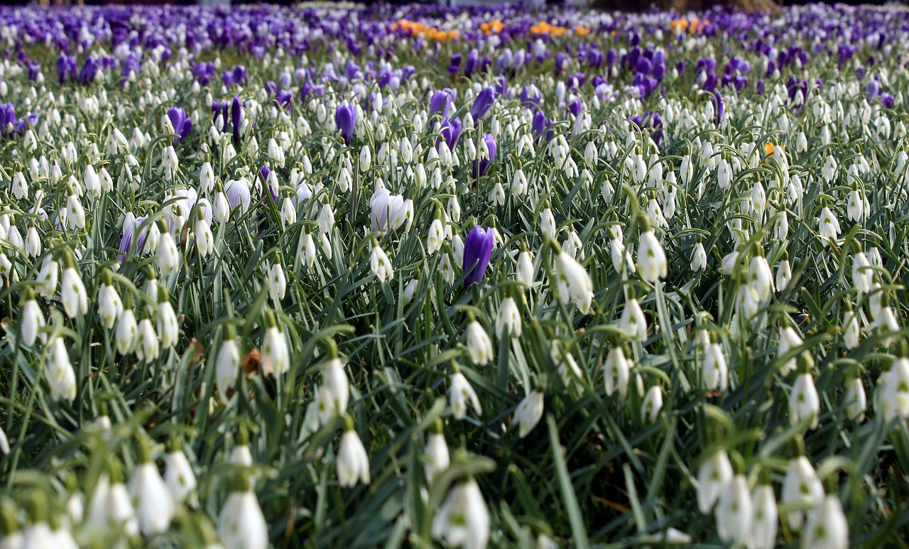 Sniego Danga, Galanthus, Amaryllidaceae, Maerzgloeckchen, Snaigė, Pavasaris, Pavasario Gėlė, Pieno Gėlė, Hübsches- February-Girl, Išmatuojami Šviesos Varpai