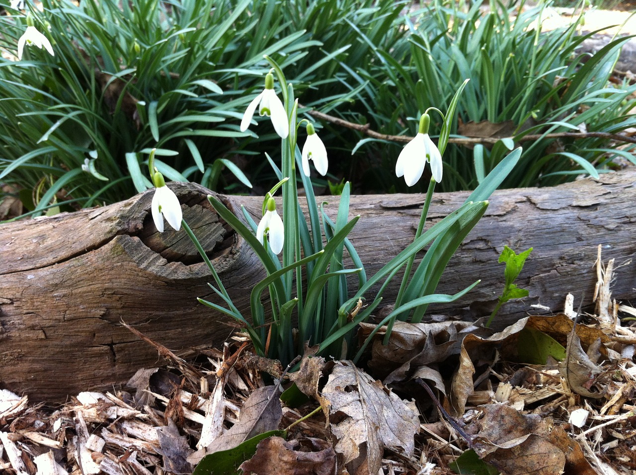 Sniego Žiedai, Gėlės, Žiema, Miškas, Pavasaris, Crocus, Gamta, Žalias, Spalva, Natūralus