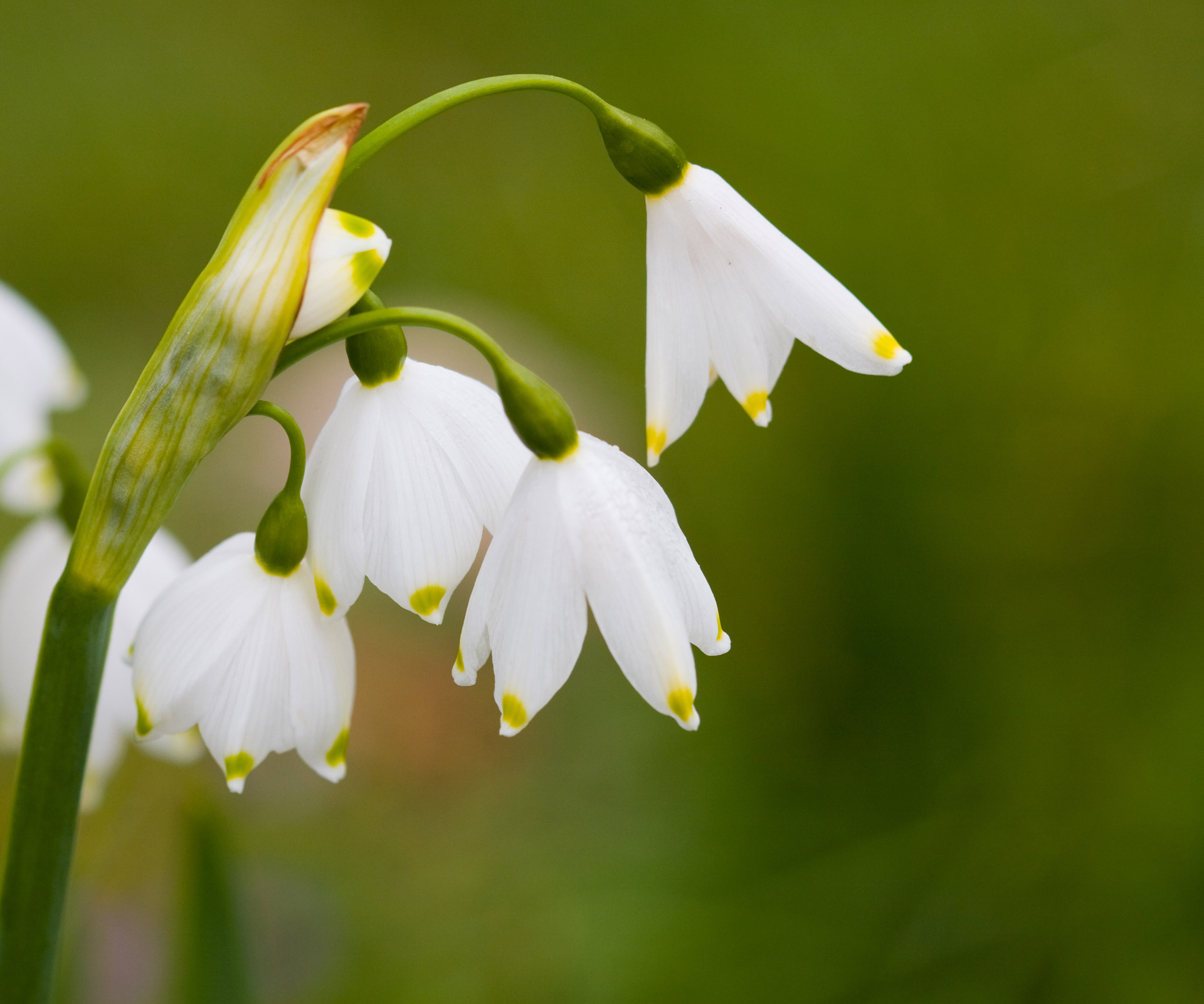 Sniego Danga,  Sniego Žiedai,  Iš Arti,  Balta,  Makro,  Gražus,  Gėlė,  Gėlės,  Gėlių,  Flora