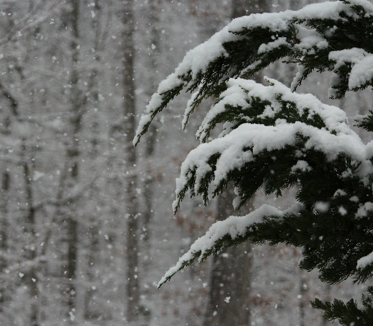 Sniegas, Sniegas, Žiema, Audra, Snaigės, Snieguotas, Oras, Gruodžio Mėn ., Sausis, Sezonas