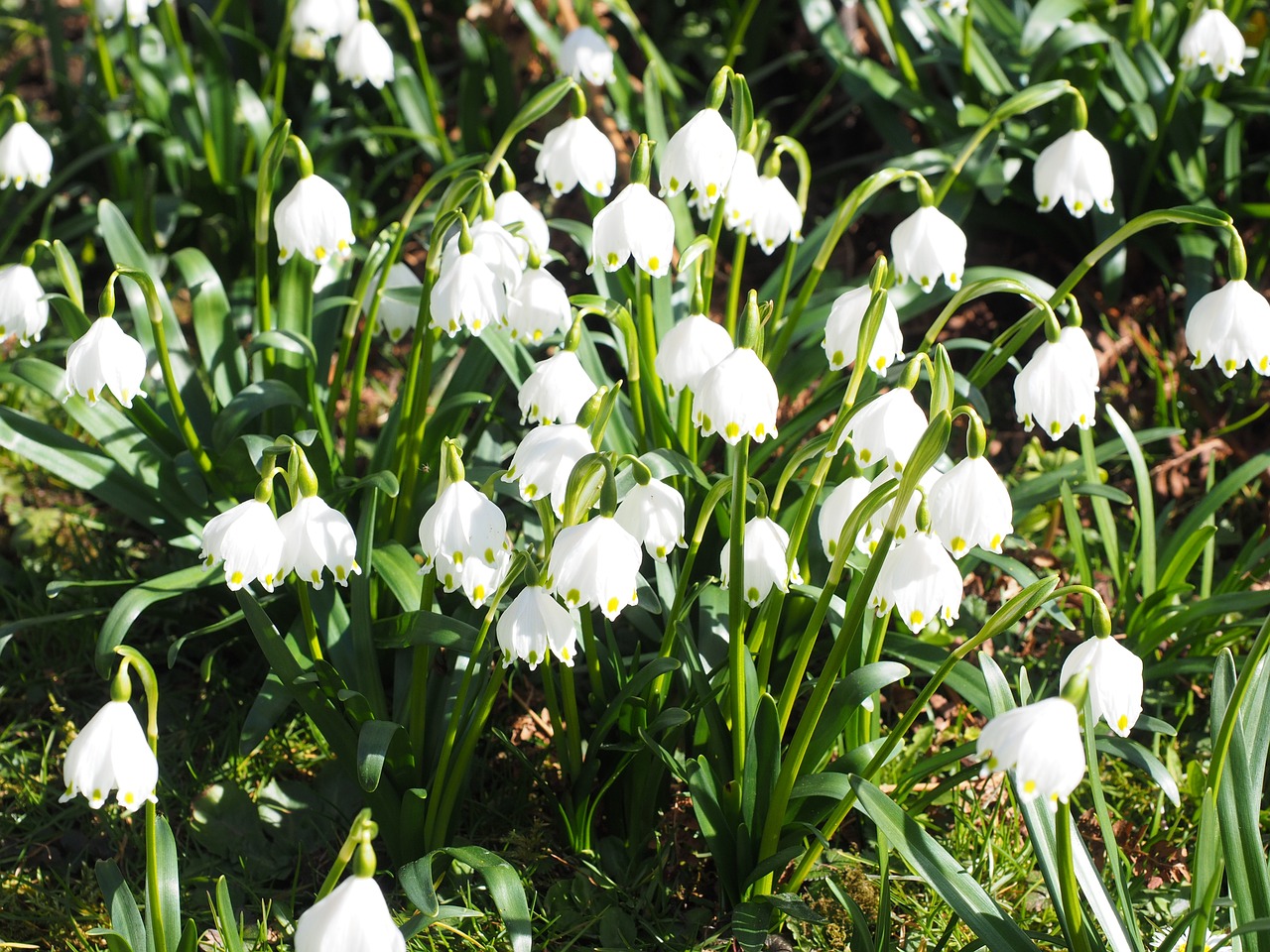 Snaigė, Gėlės, Pavasaris, Pavasario Gėlė, Fruehlingsknotenblume, Žydėti, Sodas, Idiliškas, Pavasaris Knotenblume, Leucojum Vernum