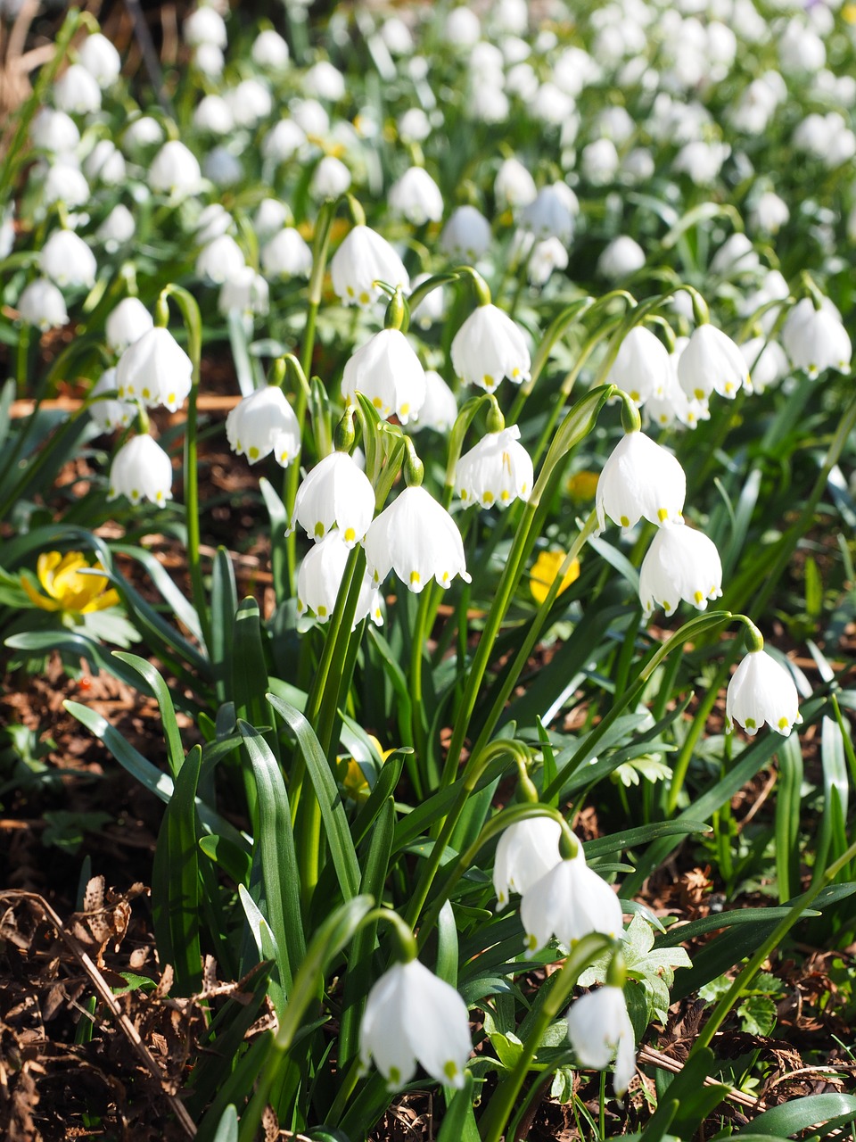 Snaigė, Gėlės, Pavasaris, Pavasario Gėlė, Fruehlingsknotenblume, Žydėti, Sodas, Idiliškas, Pavasaris Knotenblume, Leucojum Vernum