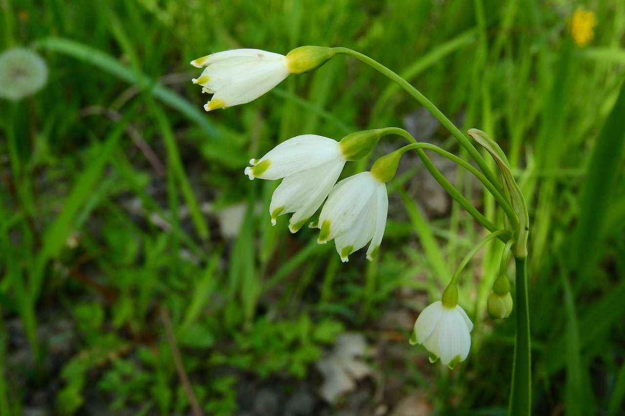 Snaigė, Leucojum Vernum, Gėlės, Gėlė, Balta Gėlė, Nemokamos Nuotraukos,  Nemokama Licenzija