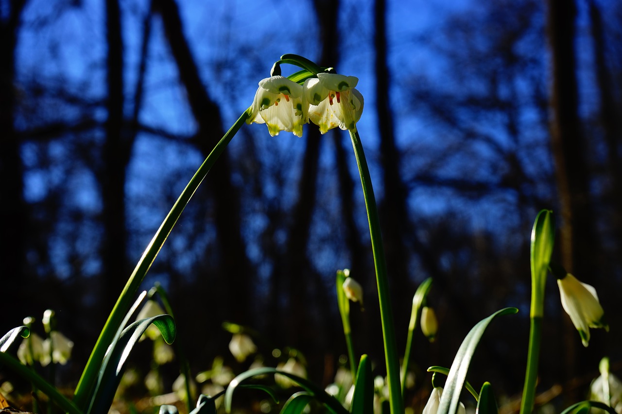 Snaigė, Gėlė, Žiedas, Žydėti, Balta, Miškas, Miško Gėlė, Pavasario Gėlė, Pavasaris, Fruehlingsknotenblume