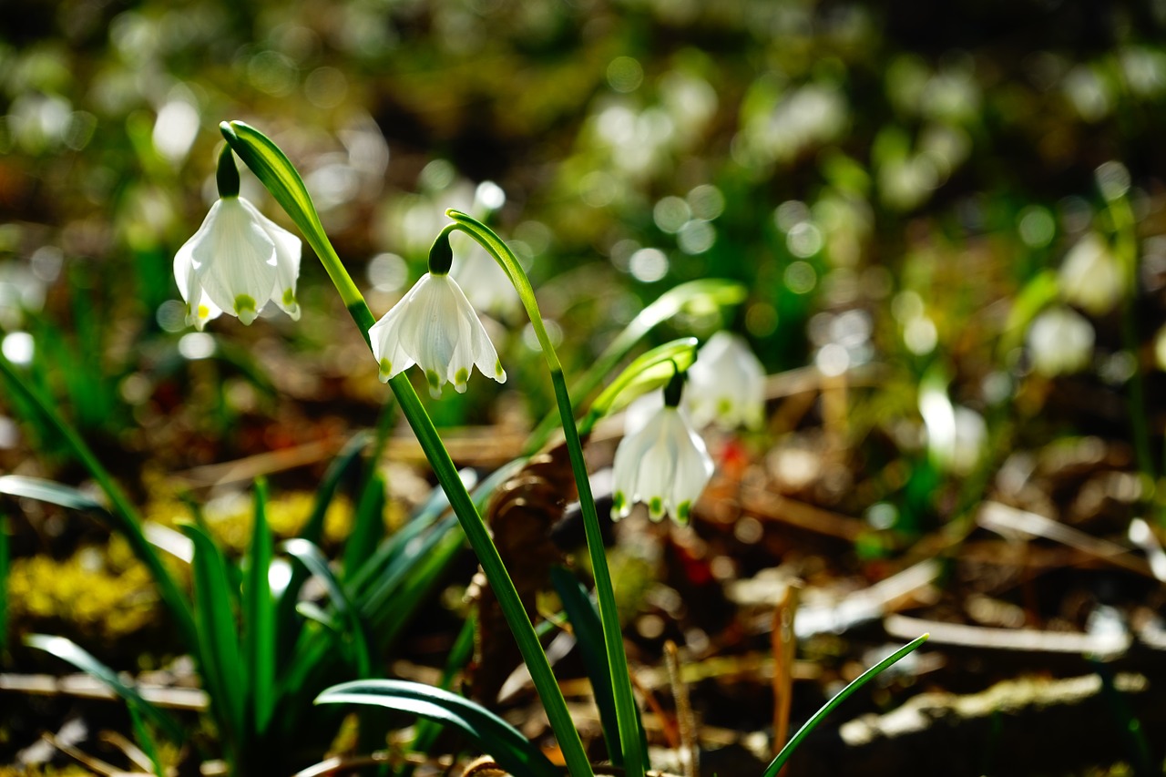 Snaigė, Gėlė, Žiedas, Žydėti, Balta, Miškas, Miško Gėlė, Pavasario Gėlė, Pavasaris, Fruehlingsknotenblume