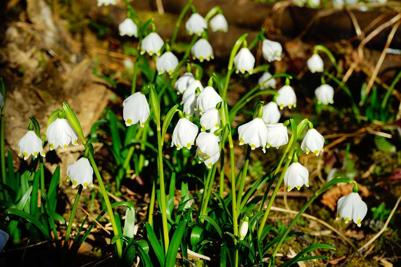 Snaigė, Gėlė, Žiedas, Žydėti, Balta, Miškas, Miško Gėlė, Pavasario Gėlė, Pavasaris, Fruehlingsknotenblume