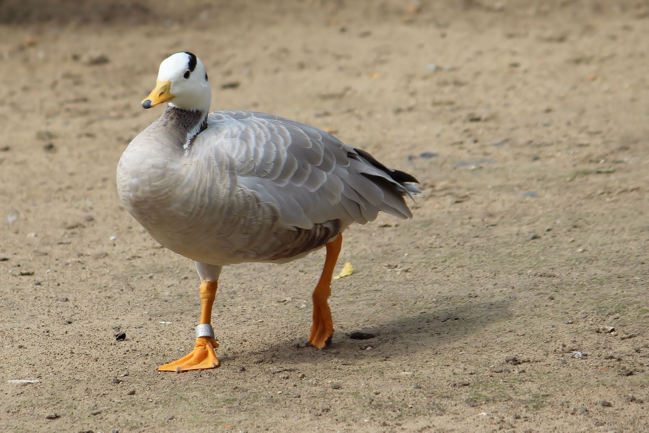 Snowgoose, Žąsis, Gyvūnų Pasaulis, Zoologijos Sodas, Berlynas, Nemokamos Nuotraukos,  Nemokama Licenzija