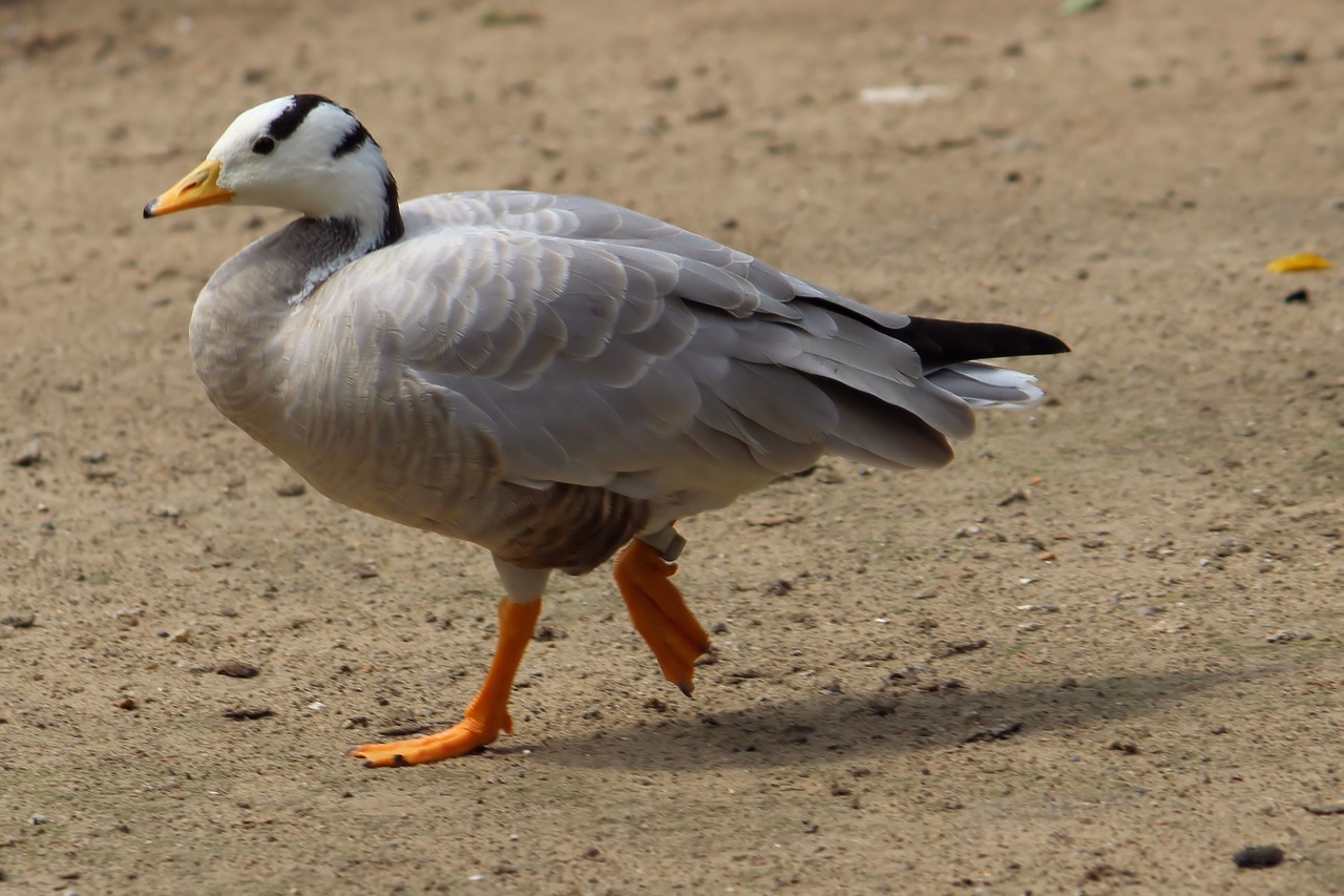 Snowgoose, Žąsis, Gyvūnų Pasaulis, Zoologijos Sodas, Berlynas, Nemokamos Nuotraukos,  Nemokama Licenzija