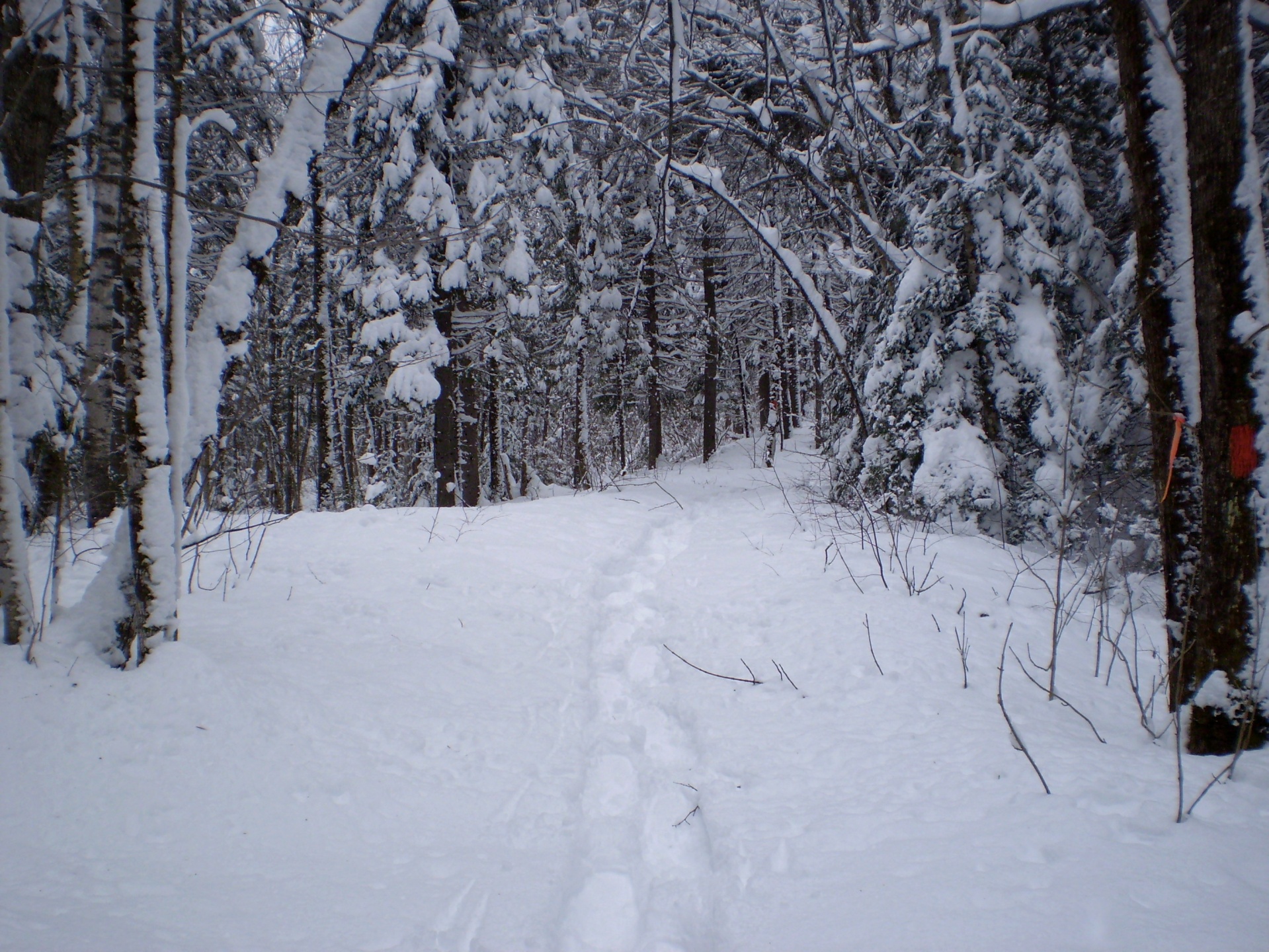 Snowshoeing,  Medis,  Medžiai,  Sniegas,  Žiema,  Sezonas,  Takas,  Kelias,  Kelias,  Miškas