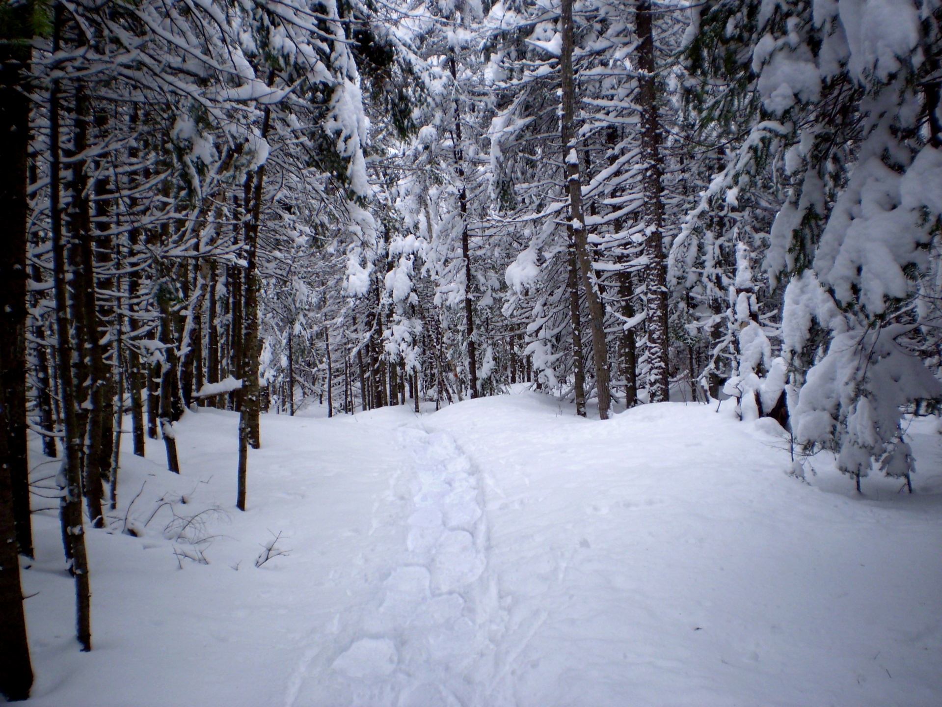 Snowshoeing,  Medis,  Medžiai,  Sniegas,  Žiema,  Sezonas,  Takas,  Kelias,  Kelias,  Miškas