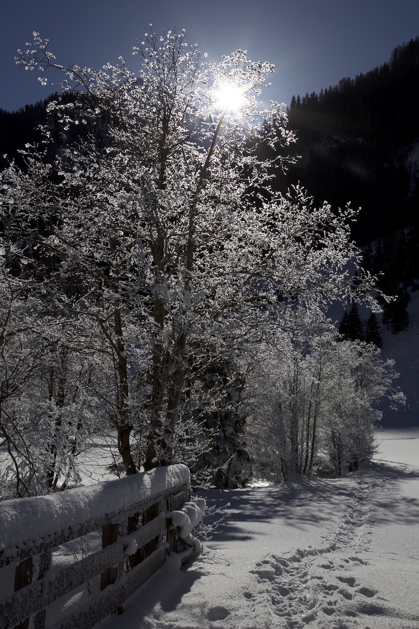 Snieguotas, Medžiai, Žiemą, Žiemos Magija, Snieguotos Medžiai, Nemokamos Nuotraukos,  Nemokama Licenzija
