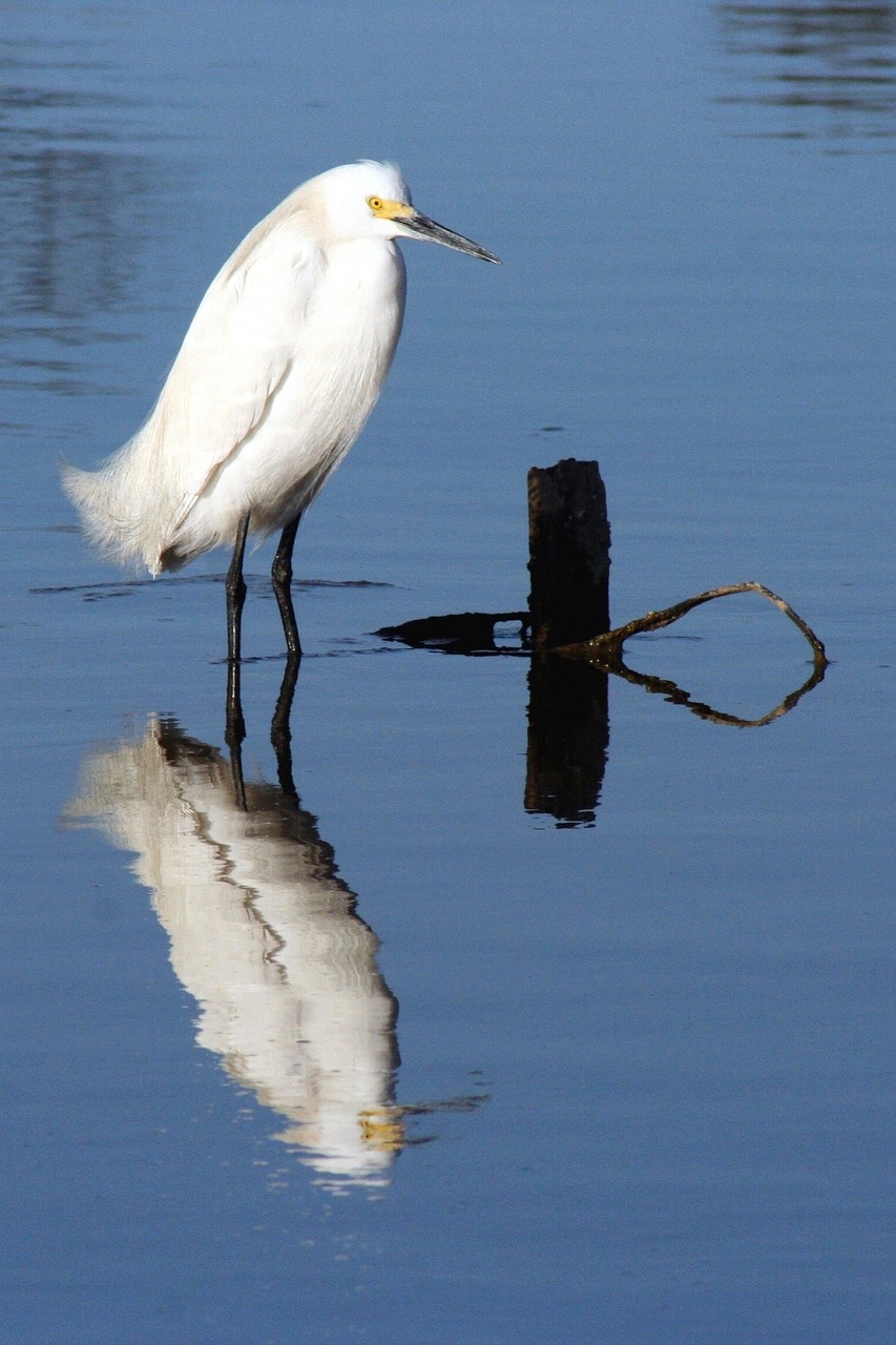 Snieguotas Egret, Paukštis, Laukinė Gamta, Gamta, Balta, Stovintis, Atspindys, Vanduo, Kranto, Portretas