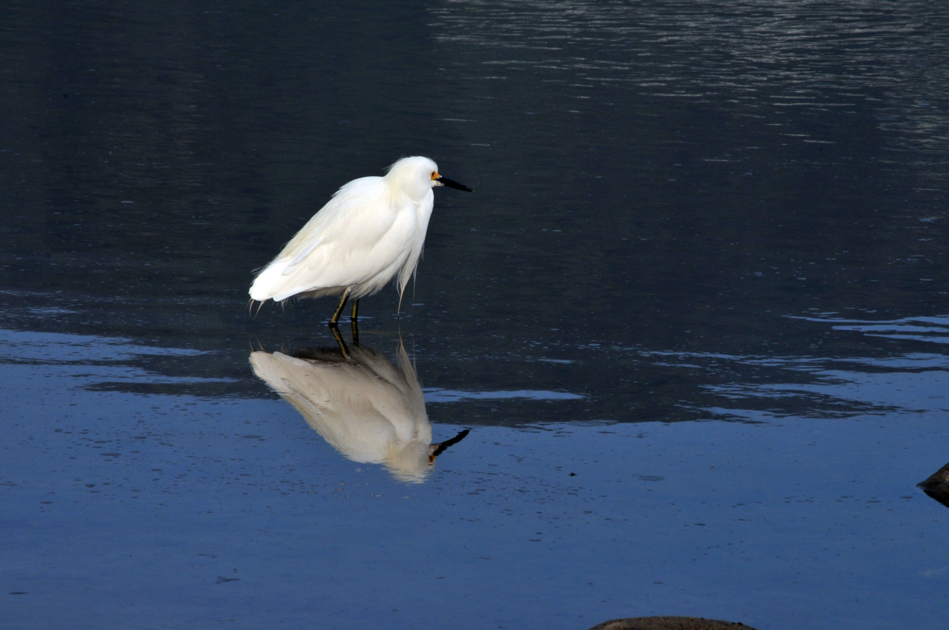 Egret,  Balta & Nbsp,  Paukštis,  Snieguotas & Nbsp,  Egret,  Atspindys,  Lagūnas,  Vanduo,  Atspindėti,  Snieguotas Egret