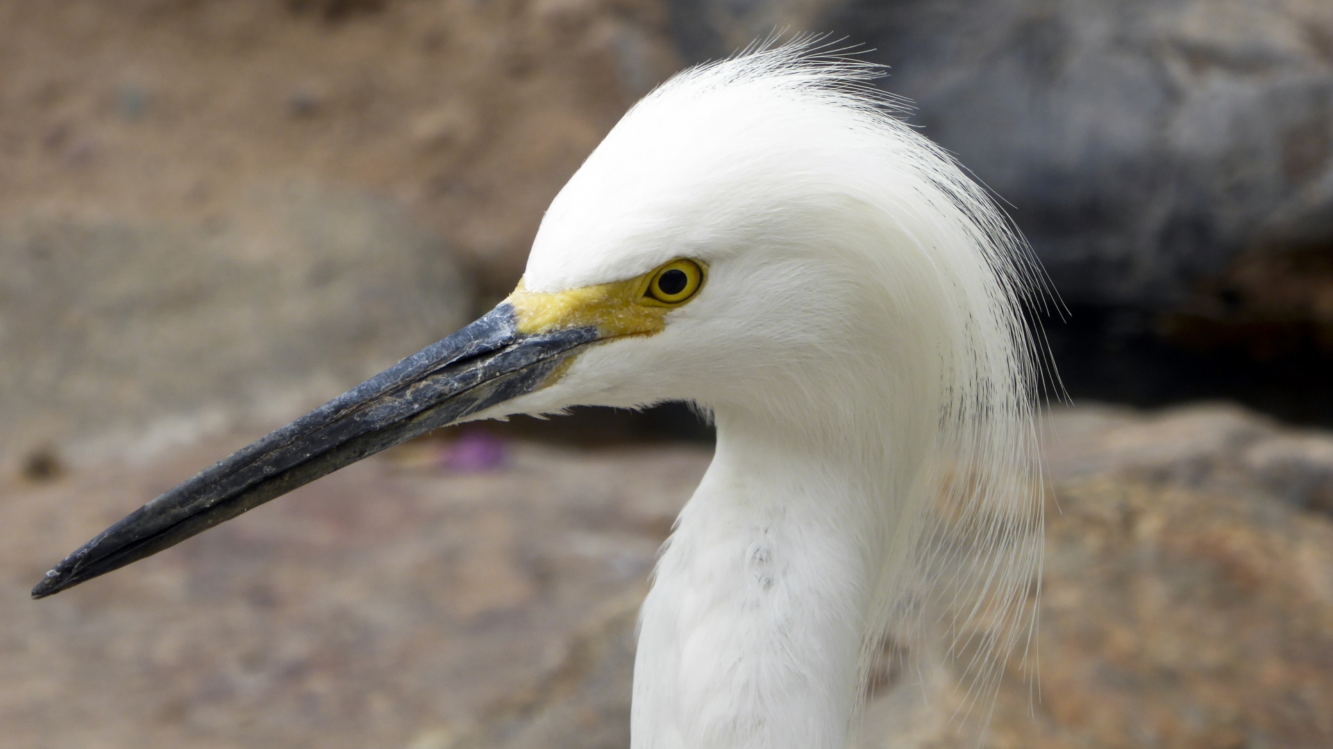 Egret,  Snieguotas & Nbsp,  Egret,  Egritas,  Balta,  Egretta & Nbsp,  Thula,  Heronas,  Plunksnos,  Paukštis