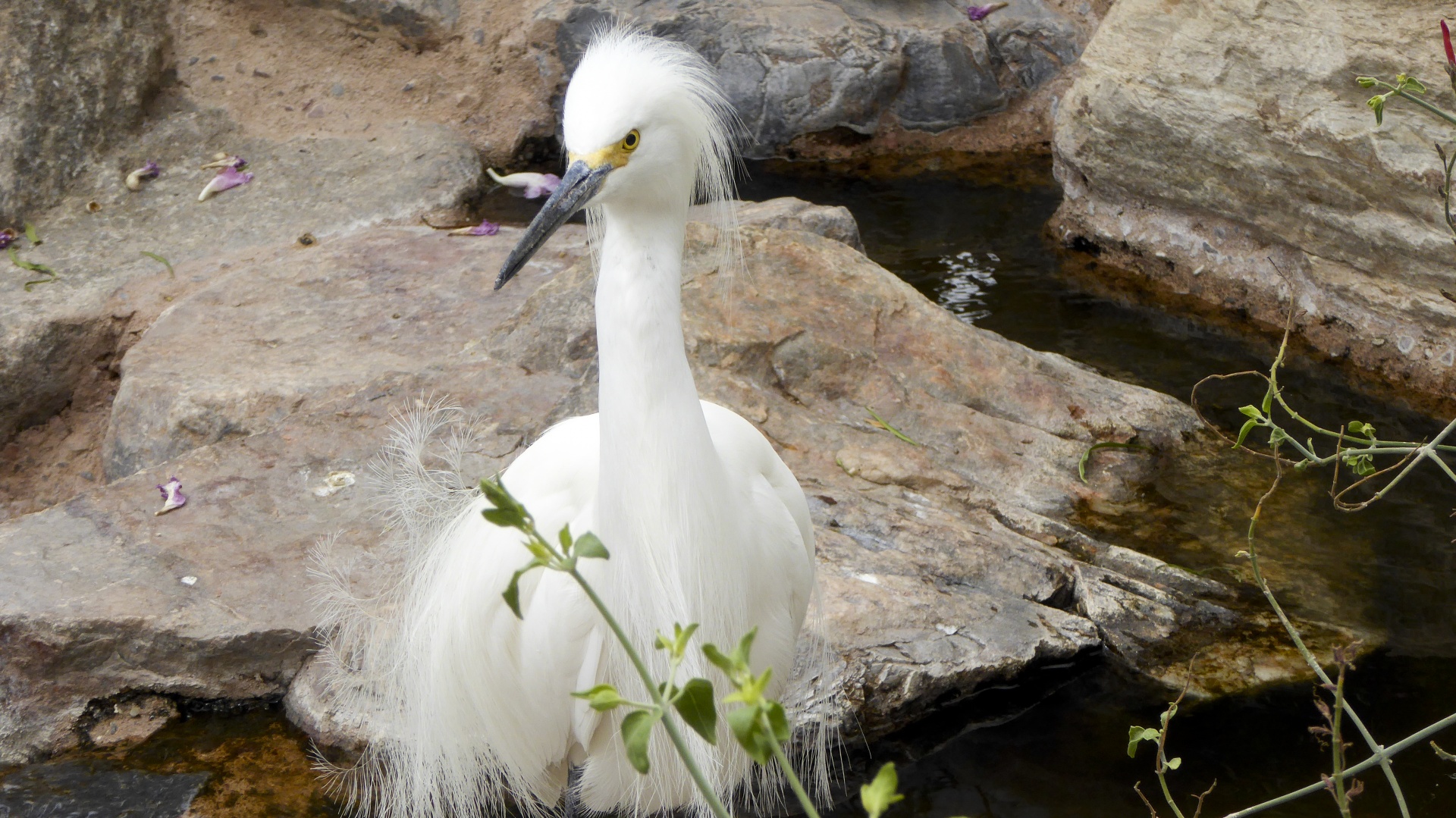 Egret,  Snieguotas & Nbsp,  Egret,  Egritas,  Balta,  Egretta & Nbsp,  Thula,  Heronas,  Plunksnos,  Paukštis