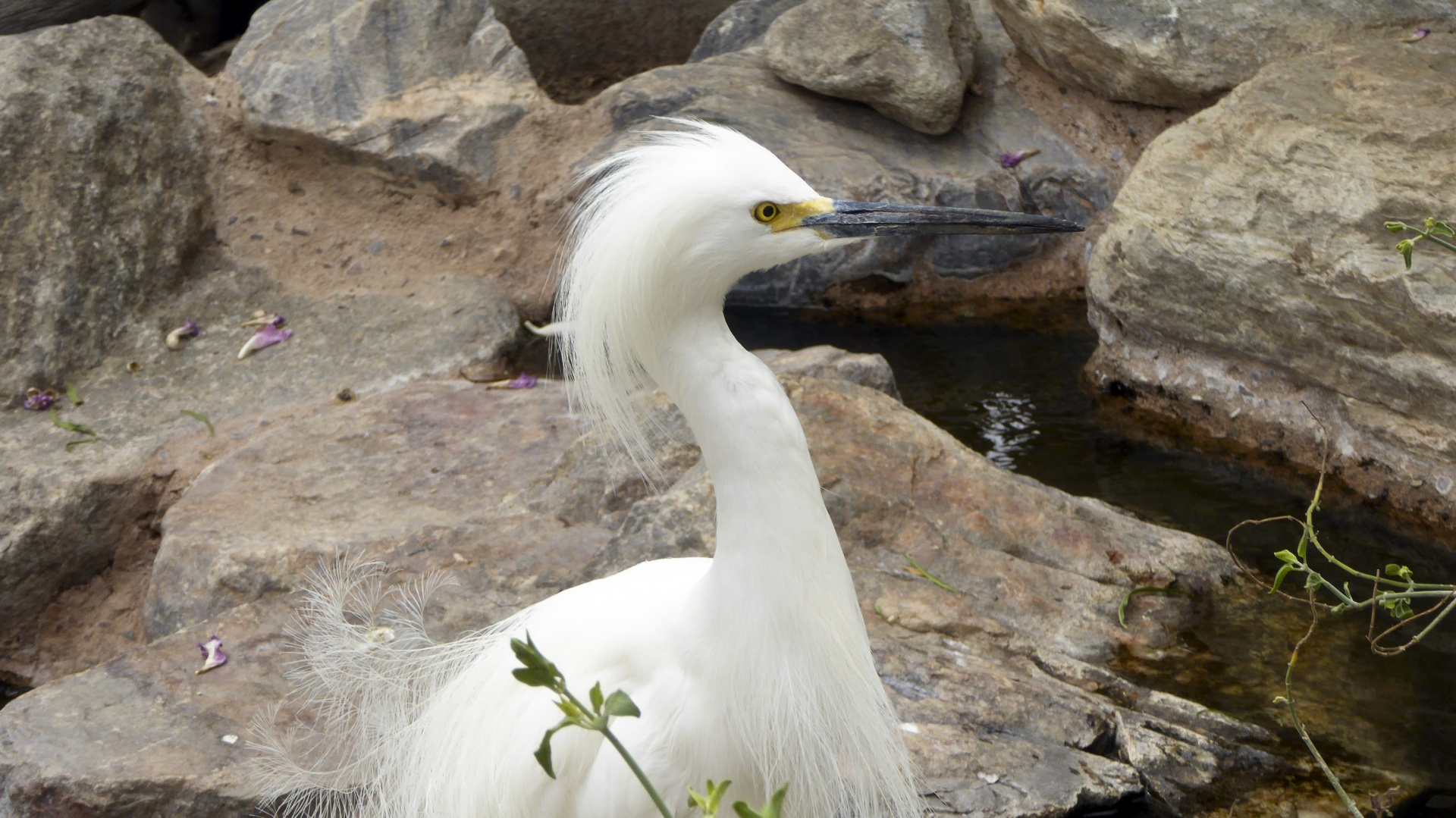 Egret,  Snieguotas & Nbsp,  Egret,  Egritas,  Balta,  Egretta & Nbsp,  Thula,  Heronas,  Plunksnos,  Paukštis