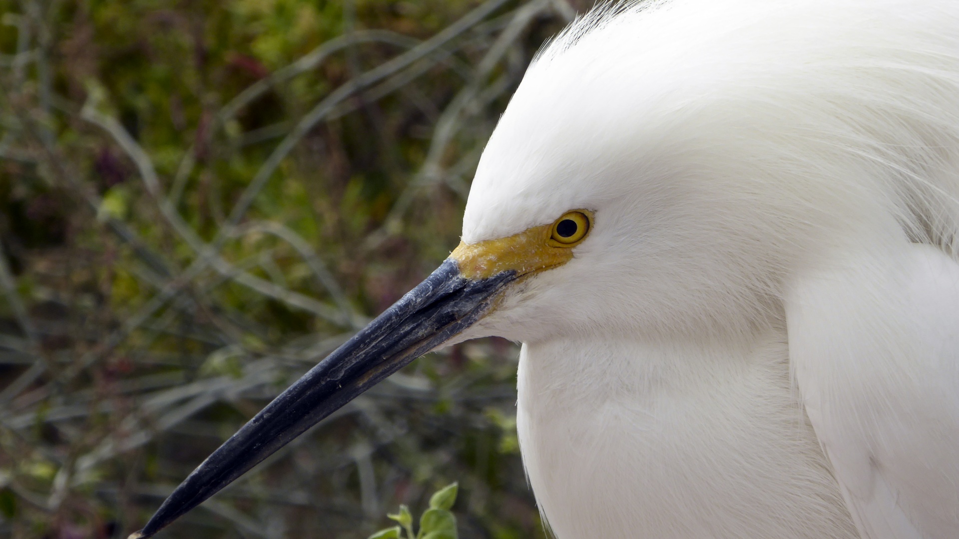 Egret,  Snieguotas & Nbsp,  Egret,  Egritas,  Balta,  Egretta & Nbsp,  Thula,  Heronas,  Plunksnos,  Paukštis