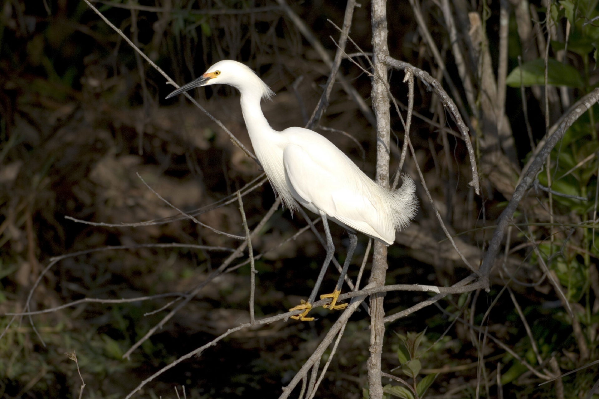 Egret,  Snieguotas,  Vandens Paukščiai,  Paukštis,  Didelis,  Heronas,  Plumėjimas,  Dykuma,  Portretas,  Tapetai