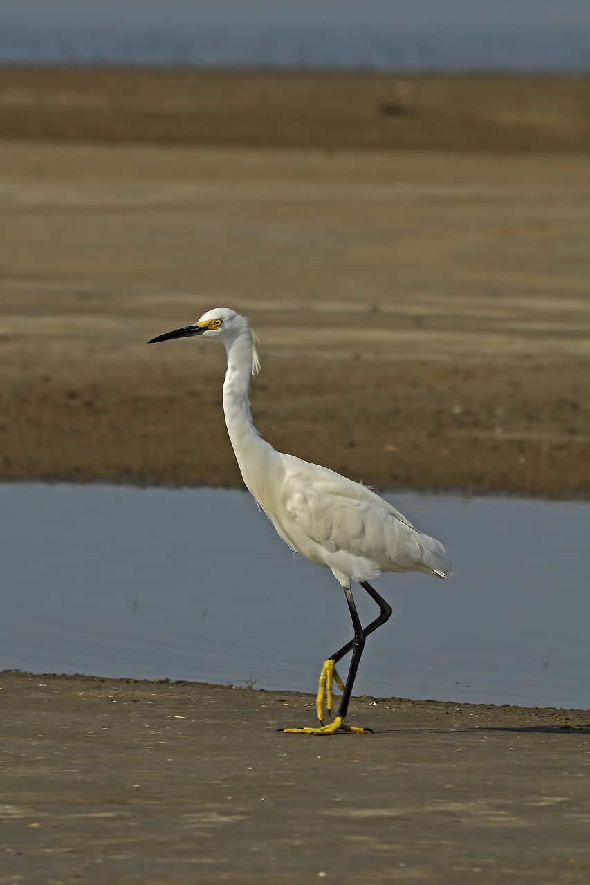 Snieguotas Egret, Paukštis, Šlapynes, Pietus, Gamta, Laukiniai, Nemokamos Nuotraukos,  Nemokama Licenzija