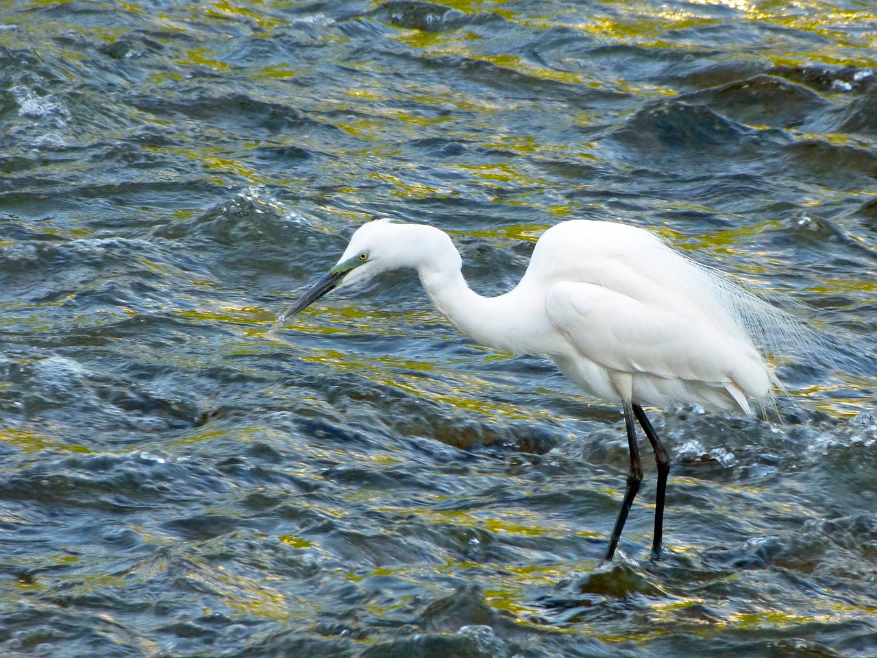 Snieguotas Egret, Egret, Paukštis, Laukinė Gamta, Vandens Paukštis, Upė, Nemokamos Nuotraukos,  Nemokama Licenzija