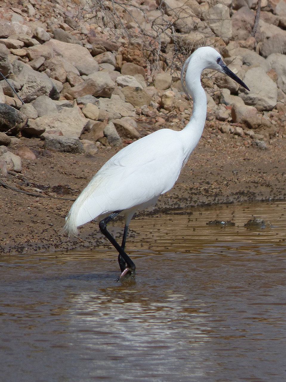 Snieguotas Egret Egretta Garzetta, Vandens Paukštis, Maža Egret, Martinet Blanc, Ebro Delta, Gamtos Parkas, Pelkės, Nemokamos Nuotraukos,  Nemokama Licenzija