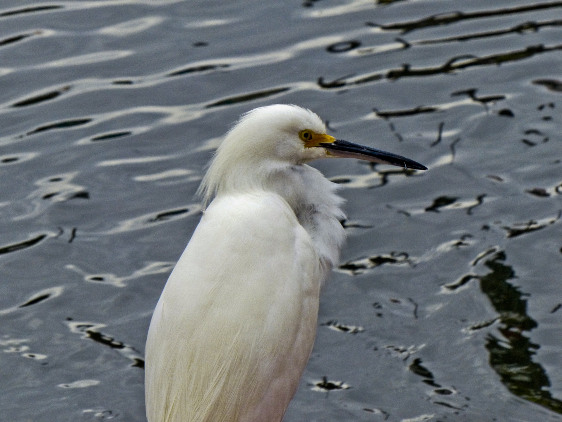 Snieguotas & Nbsp,  Egret,  Šūvis Į Galvą,  Portretas,  Vanduo,  Upė,  Kanalas,  Balta & Nbsp,  Paukštis,  Paukštis