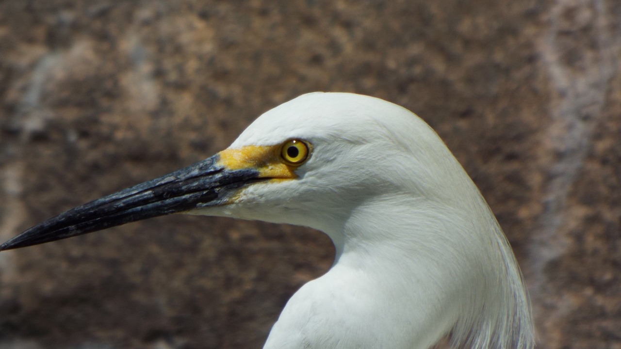 Snieguotos Egrets, Paukštis, Egret, Balta, Laukinė Gamta, Sparnas, Gyvūnas, Snapas, Vanduo, Plunksna