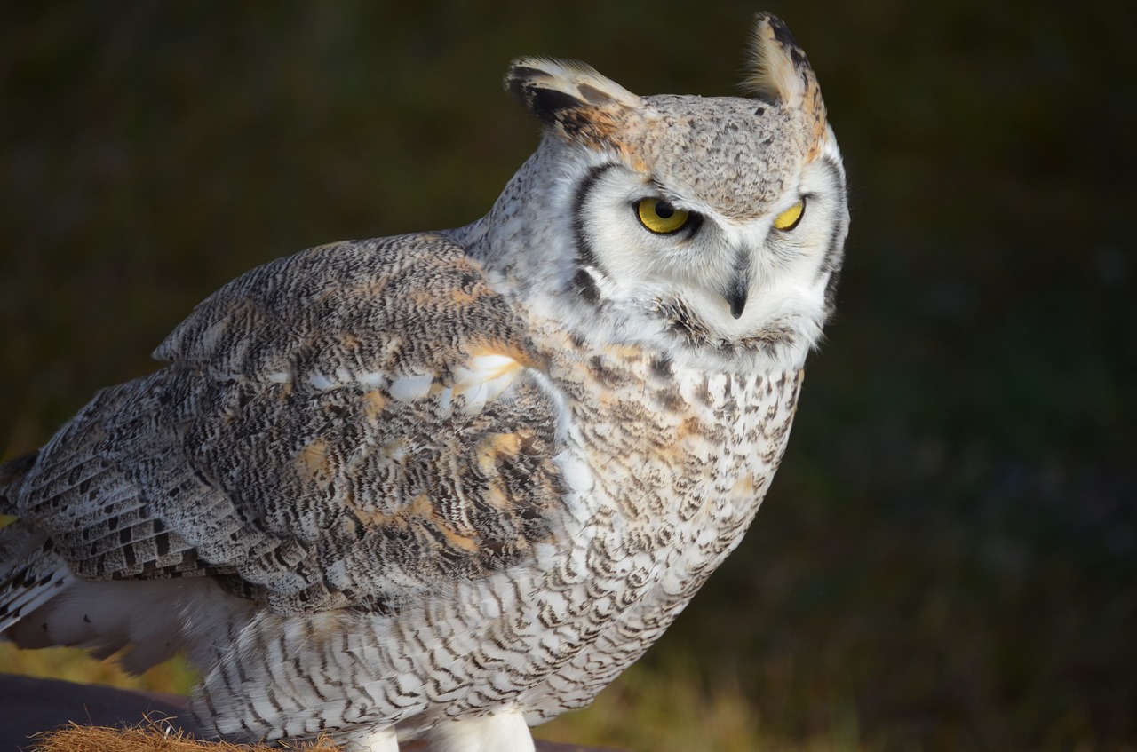 Baltoji Pelėda, Pelėdos, Erelis Pelėda, Paukštis, Balta, Raptoras, Gyvūnų Įrašymas, Gražus, Plunksna, Laukinės Gamtos Fotografija