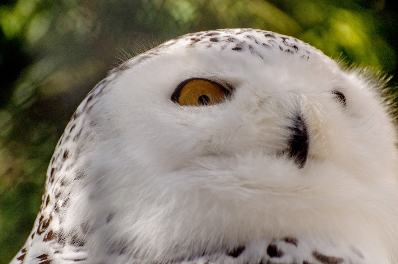 Baltoji Pelėda, Paukštis, Mountsberg Raptor Centras, Gamta, Portretas, Laukinė Gamta, Raptoras, Plėšrusis Paukštis, Nemokamos Nuotraukos,  Nemokama Licenzija