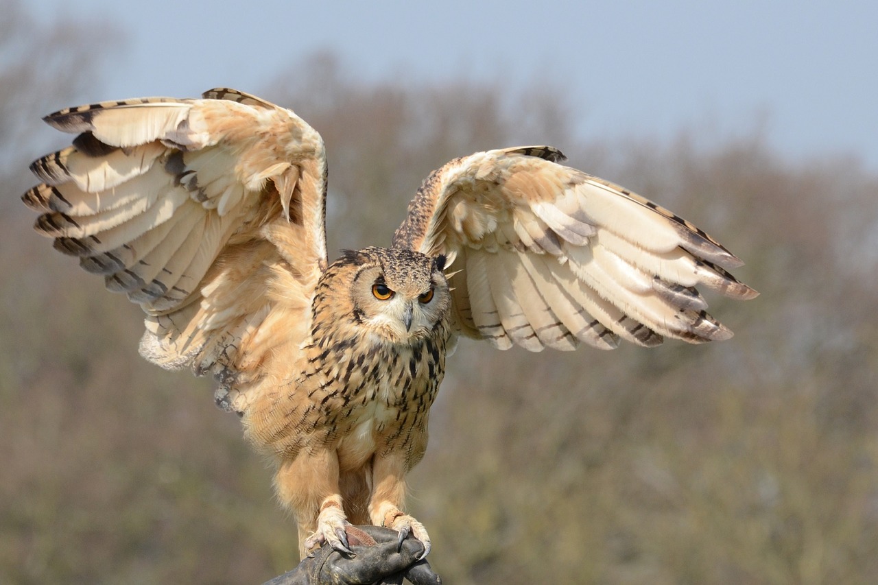 Baltoji Pelėda, Laukinė Gamta, Paukštis, Gamta, Plėšrūnas, Portretas, Skrydis, Nusileidimas, Pranešimas, Raptoras